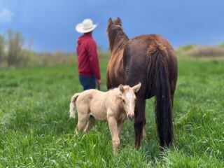 Thank you to everyone who has helped BEEFCAKE become the horse he is today, we are so proud of him. 
A heartfelt thank you to Jasmin and @lostcreek_ranch for welcoming us and our horses. Your place and your crew are unrivaled. We could not have dreamt up a more perfect setting to start colts and make new friends. 
Thank you @_jessica_lynn for the beautiful photos, as always. Your photography is breathtaking and truly stirs the soul. Everyone following along in our journey has been captivated by you and can’t seem to get enough of seeing the world through your lens. 
Thank you @rick.o.90 and Andy for putting the first few rides on him. You guys always lay that solid foundation that lasts a lifetime. Thank you Dana @cardon_572 for working your magic and showing him so much love even if only for a short time. 
Thank you to @legendsofranching for this amazing opportunity to be a part of such a unique program. Thank you Alex @parsaye_partyof5 for sharing your talent and knowledge with the next generation, your dedication and patience is inspiring. Abby has done an outstanding job with Beefy and it has been rewarding watching them progress into the team they are today. Thank you @careeoke for the fabulous catalog photo, you are a gem. 
See you at the sale April 18, 2026!
XXXV BEEFCAKE  Hip 26