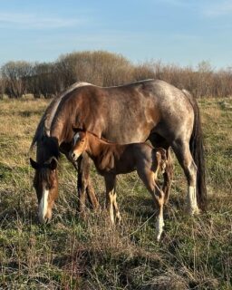 Only fitting we kick off this 2026 season on Mothers Day-
Our mares are truly awe-inspiring and God is good❤️

📸@wydahosky