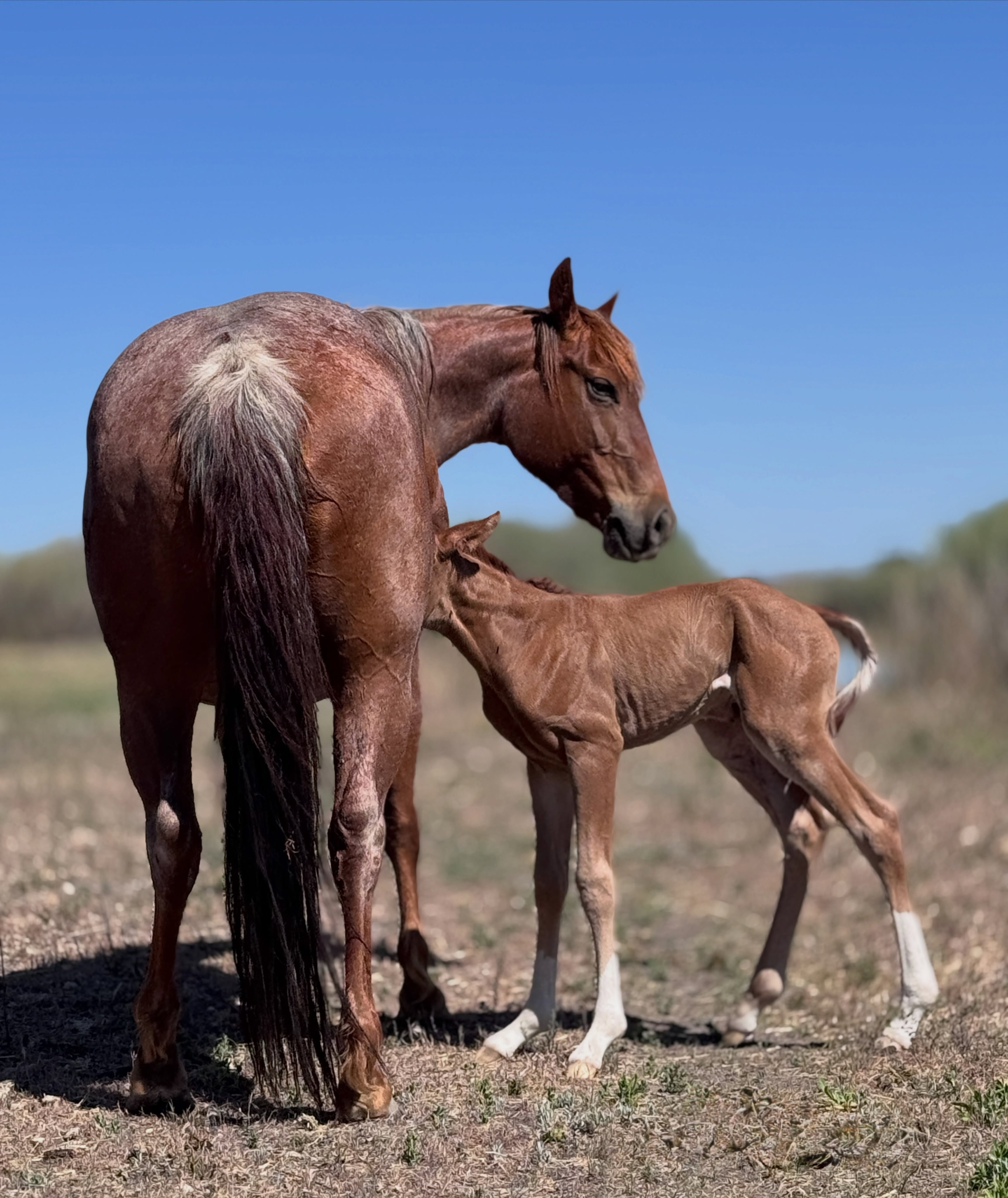 This sweet pair was getting acquainted on solid ground.❤️