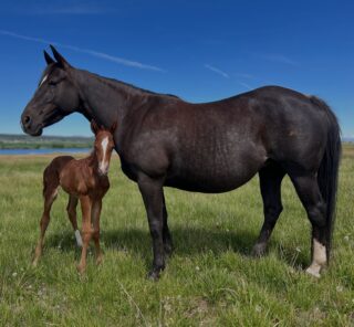 THE 2026 RAFFLE FOAL IS HERE!!!
Out of Mare 179. By Hey There Mr Tin Man. 
HE is as handsome as they get and one of you lucky folks will get to call him yours. If you have not bought your card yet, text/call 406-868-6344 to claim one. Drawing June 19.