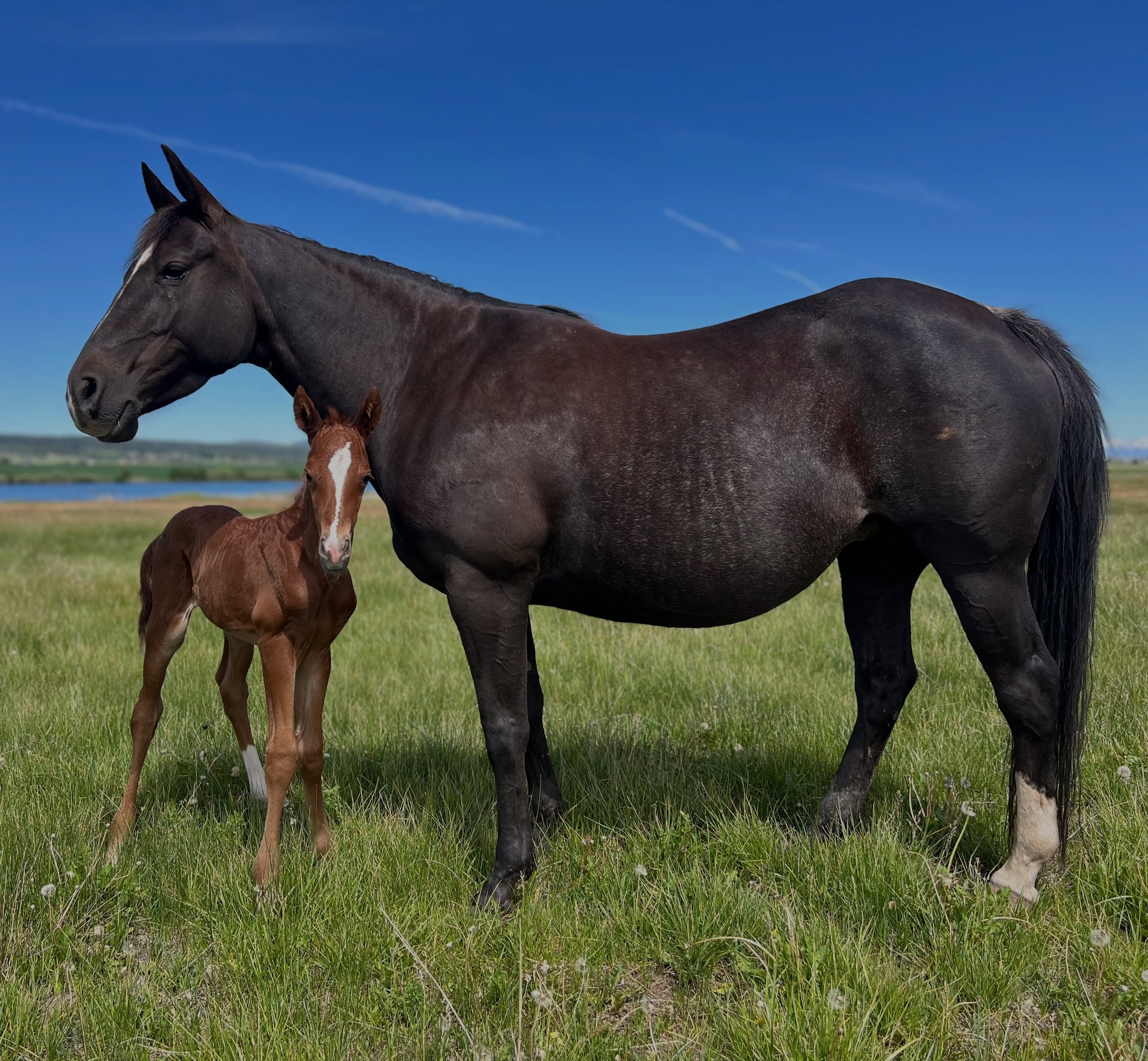 THE 2026 RAFFLE FOAL IS HERE!!!
Out of Mare 179. By Hey There Mr Tin Man. 
HE is as handsome as they get and one of you lucky folks will get to call him yours. If you have not bought your card yet, text/call 406-868-6344 to claim one. Drawing June 19.