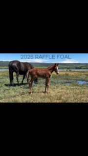 2026 FOAL RAFFLE-I have a few cards available if you’ve waited until the last minute! We draw a winner tonite!
406-868-6344