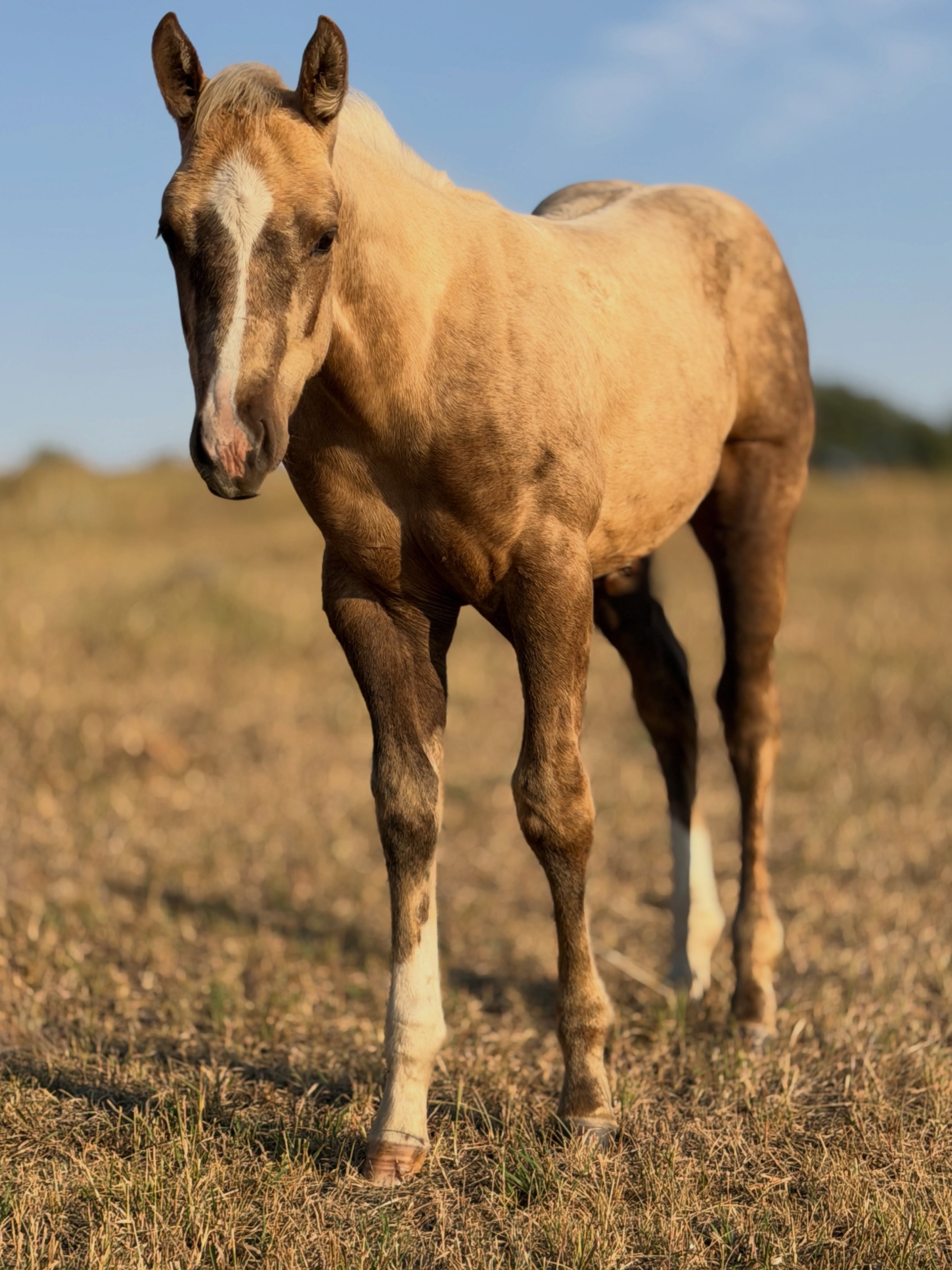 Filly out of Mare 173. By HBB Wine Me Dine Me. 

Reserved.