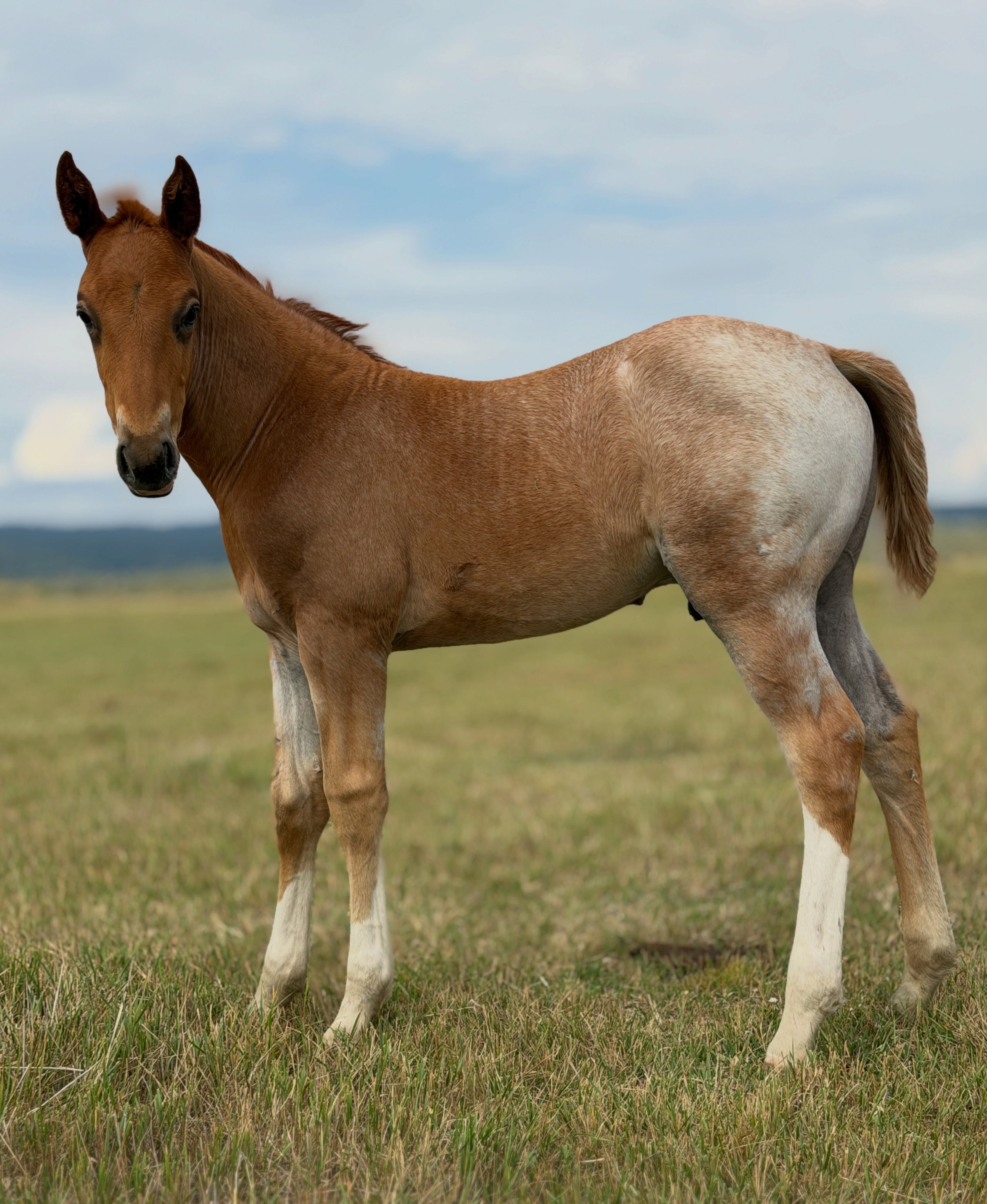 Stud colt out of Mare 201. By Hey There Mr Tin Man. 

Reserved.