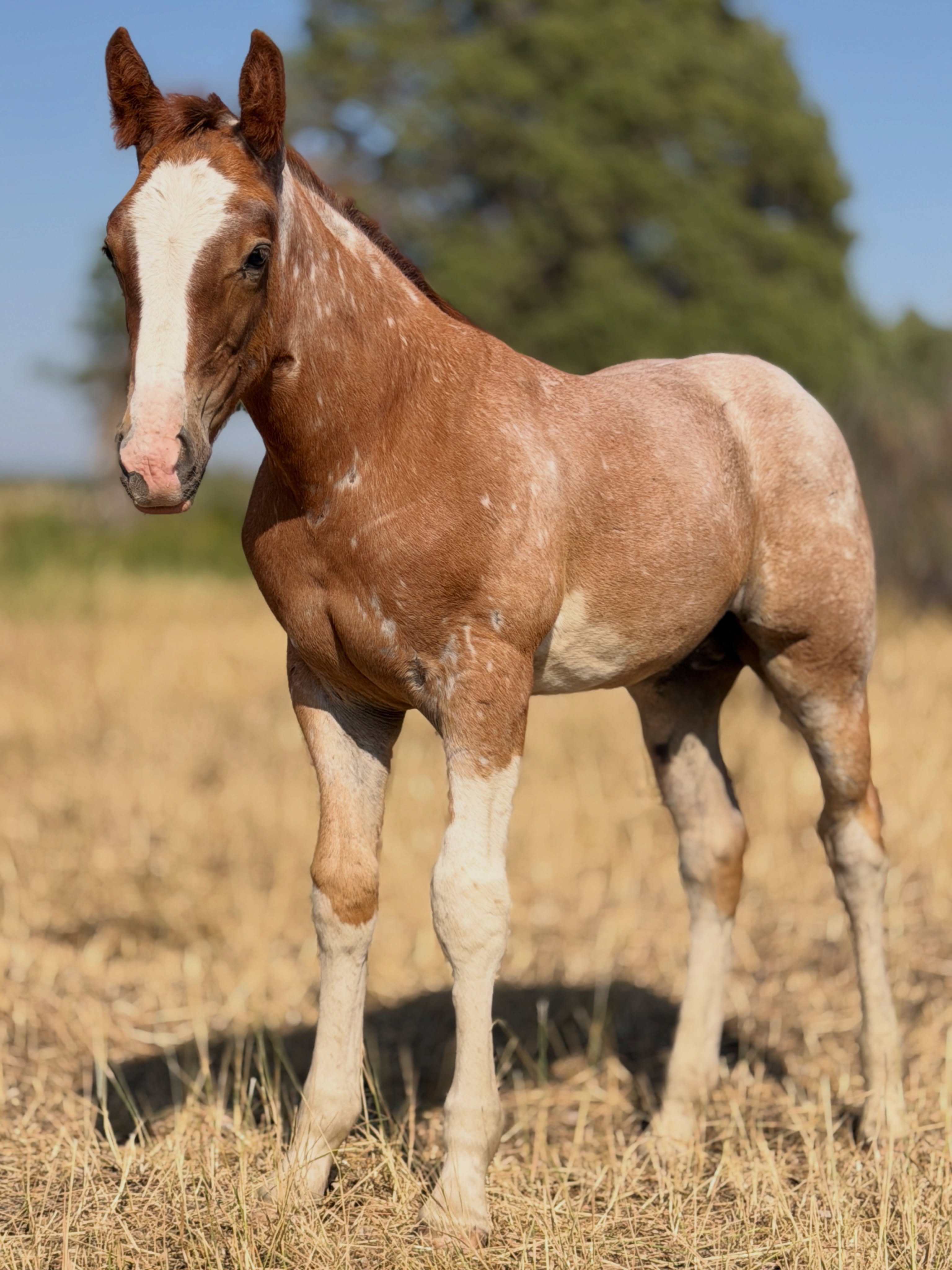 Stud colt out of Mare 35135. By Soggy Bottom.

Reserved.