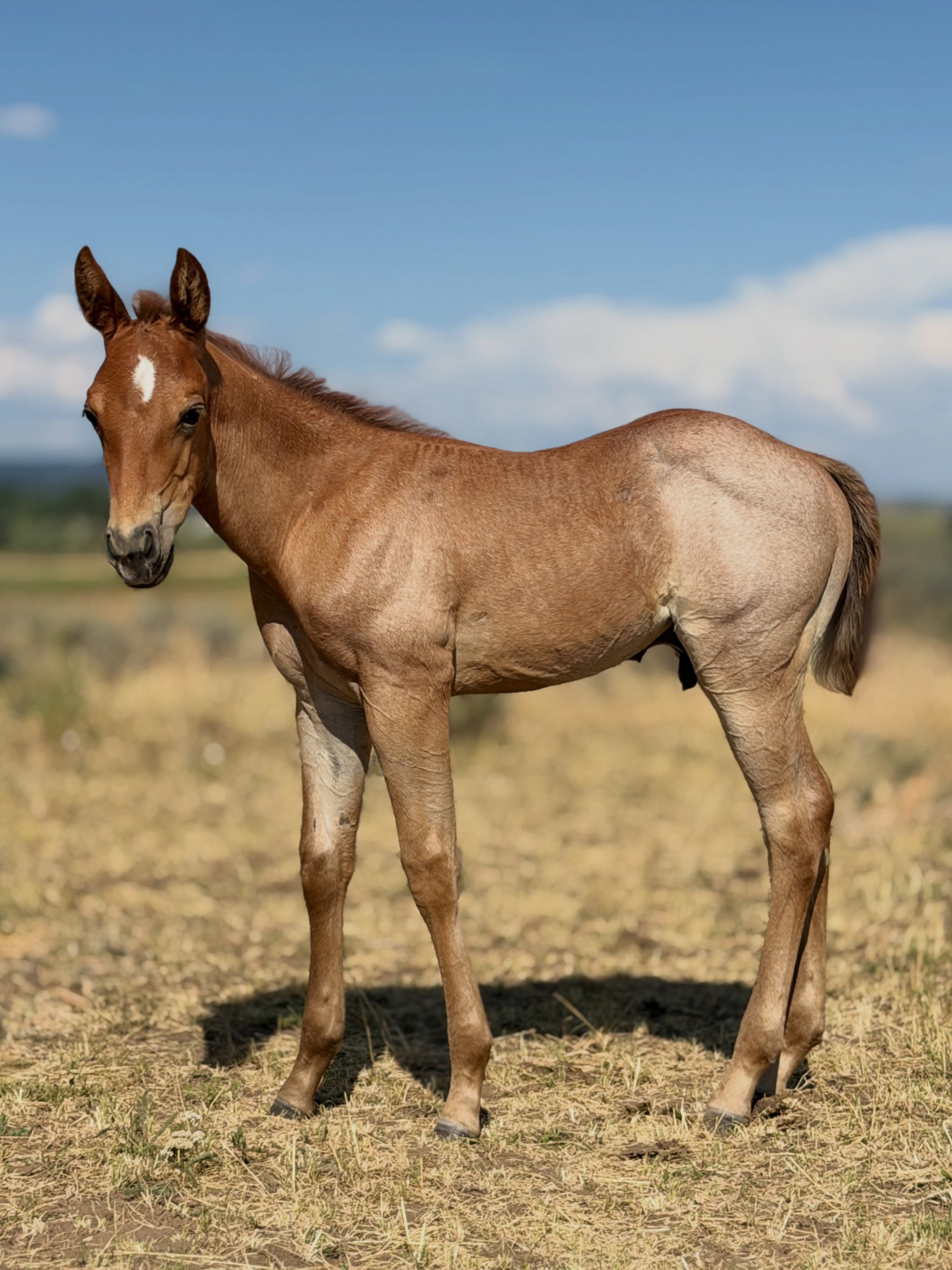 Stud colt out of Mare 142. By Hey There Mr Tin Man.

Reserved.