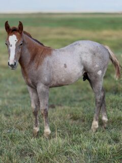 Stud colt out of Mare 228. By Hey There Mr Tin Man.

Reserved.