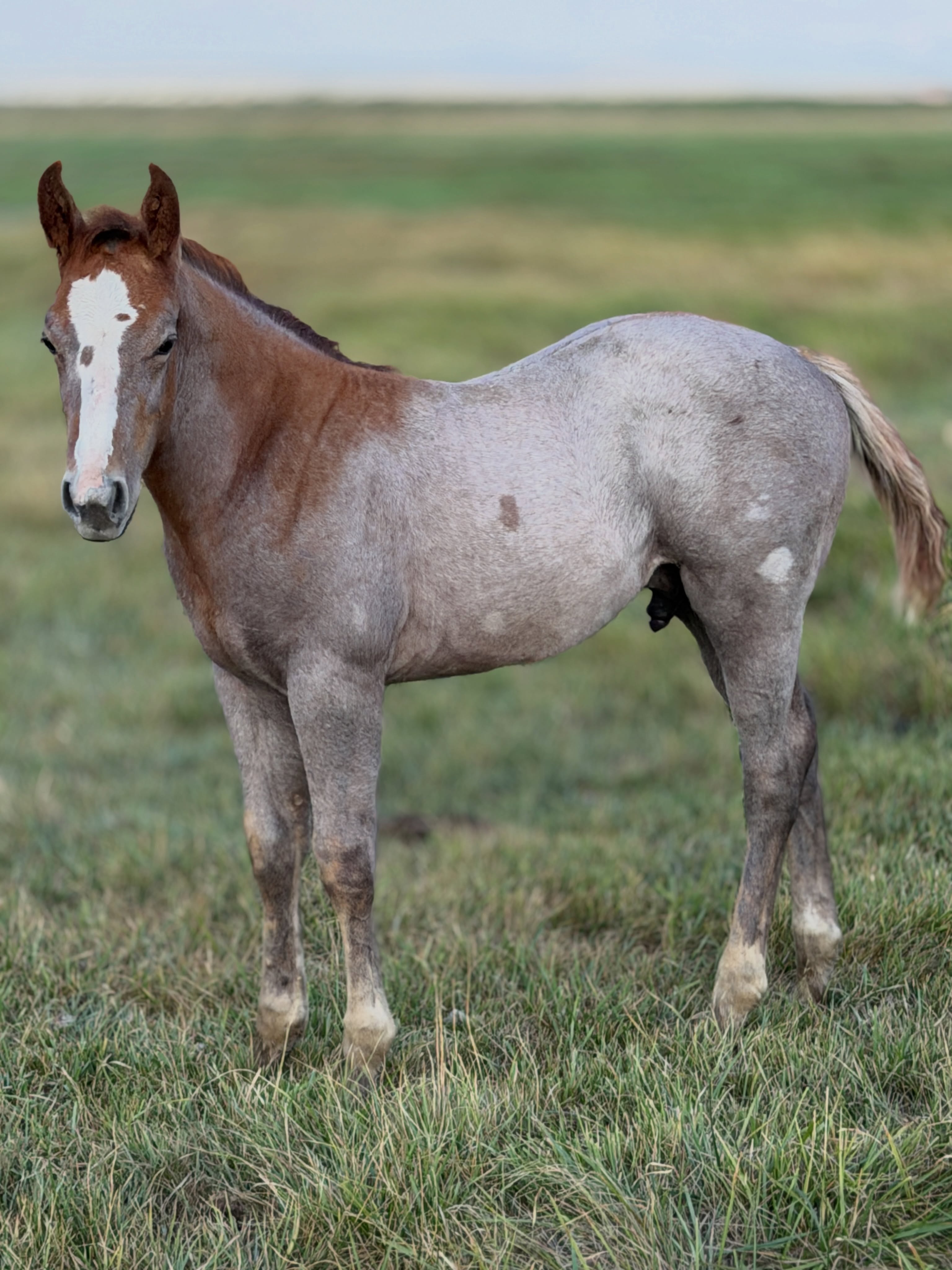 Stud colt out of Mare 228. By Hey There Mr Tin Man.

Reserved.