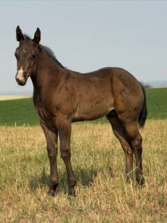 Stud colt out of Mare 184. By HBB Wine Me Dine Me.

Reserved.