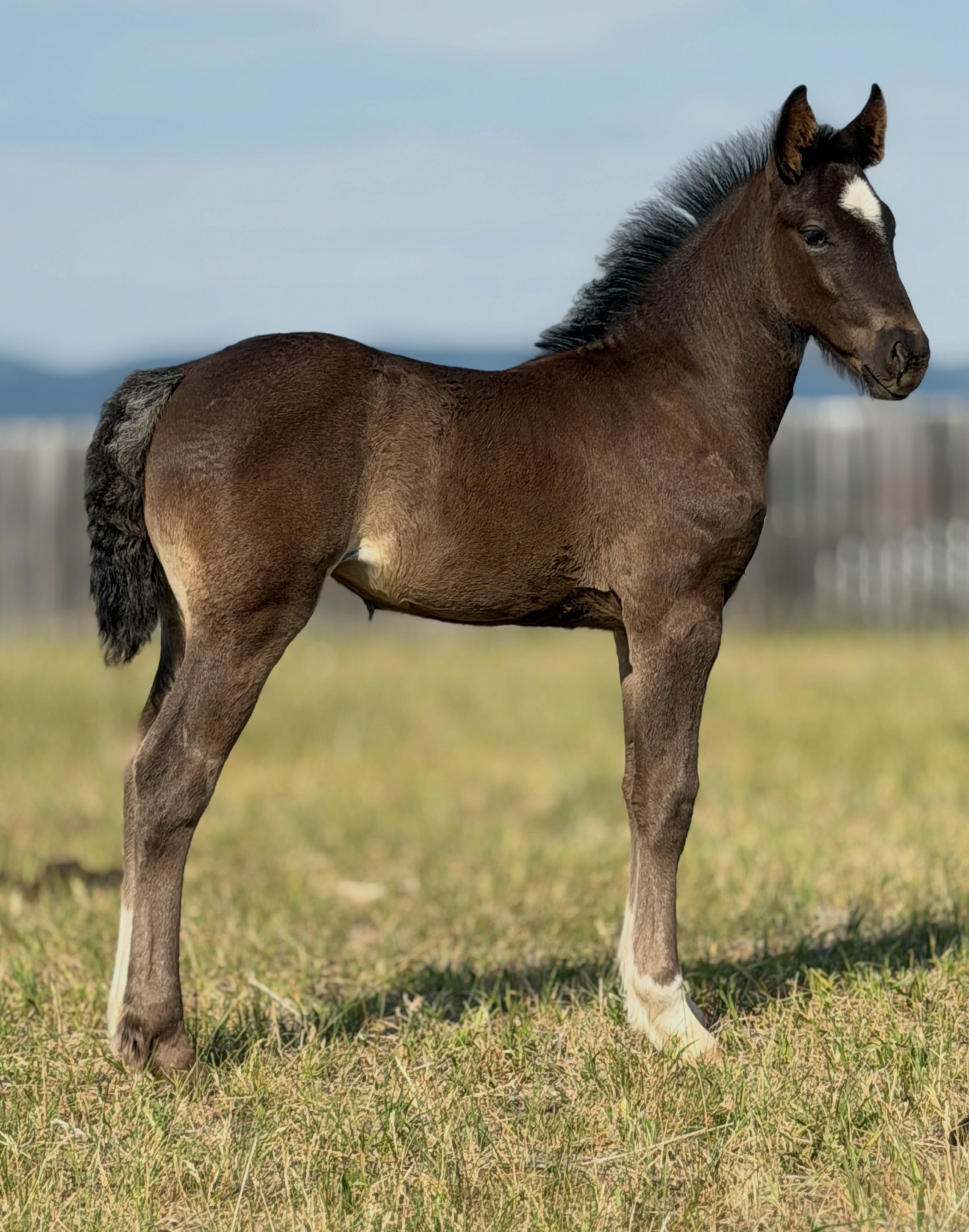 Filly out of Mare 21. By Soggy Bottom.

Reserved.