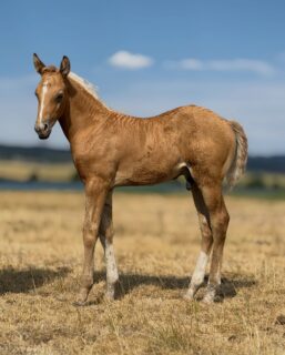 Stud colt out of Mare 160. By Hey There Mr Tin Man.

Reserved.