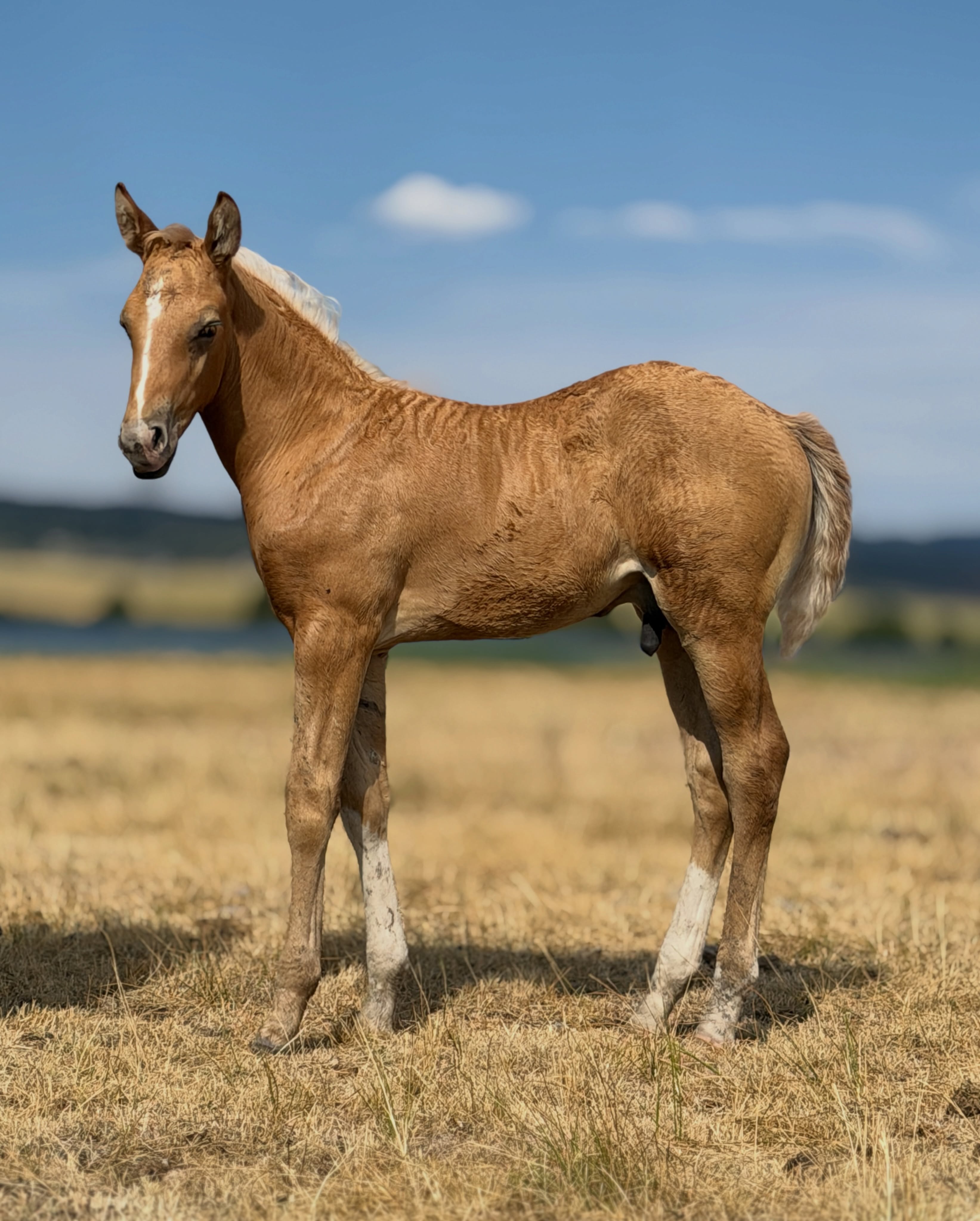 Stud colt out of Mare 160. By Hey There Mr Tin Man.

Reserved.