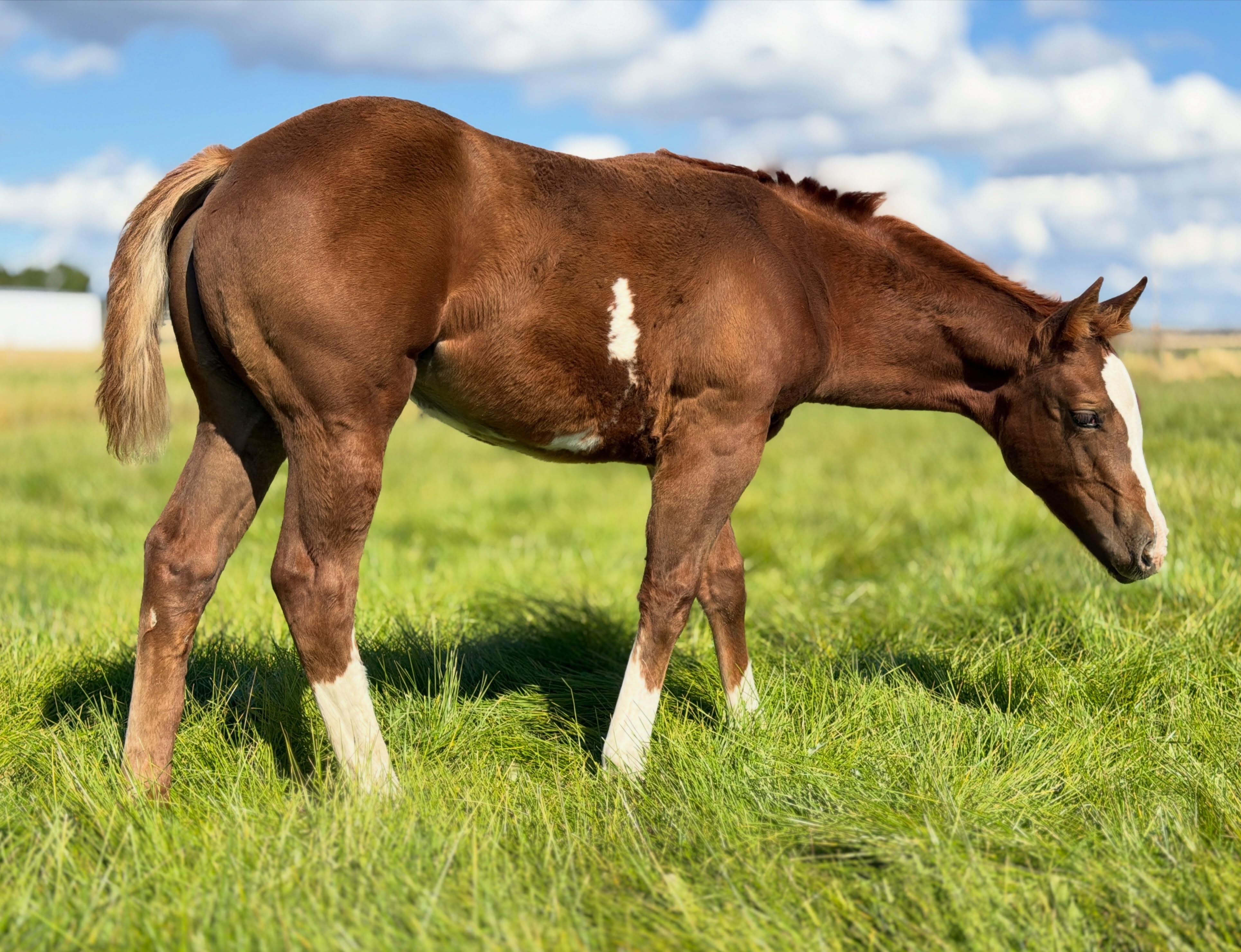 Hey There Mr Tin Man x Mare 176