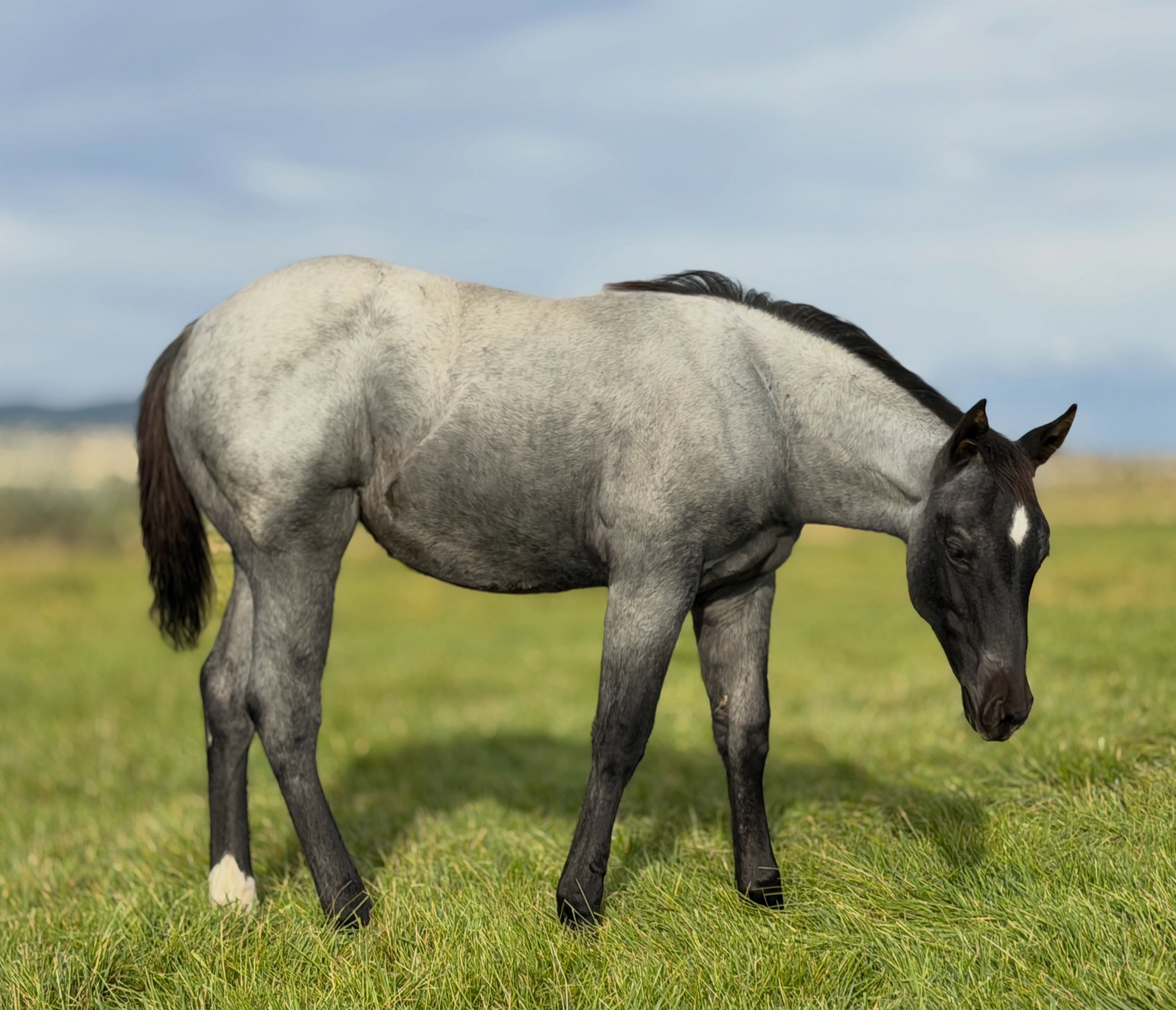 Hey There Mr Tin Man x Mare 200