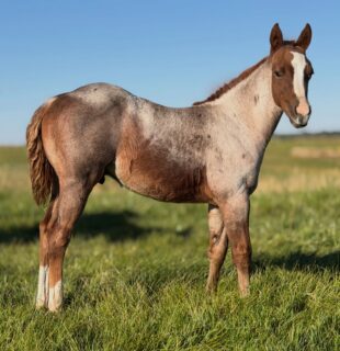 Hey There Mr Tin Man x Mare 135