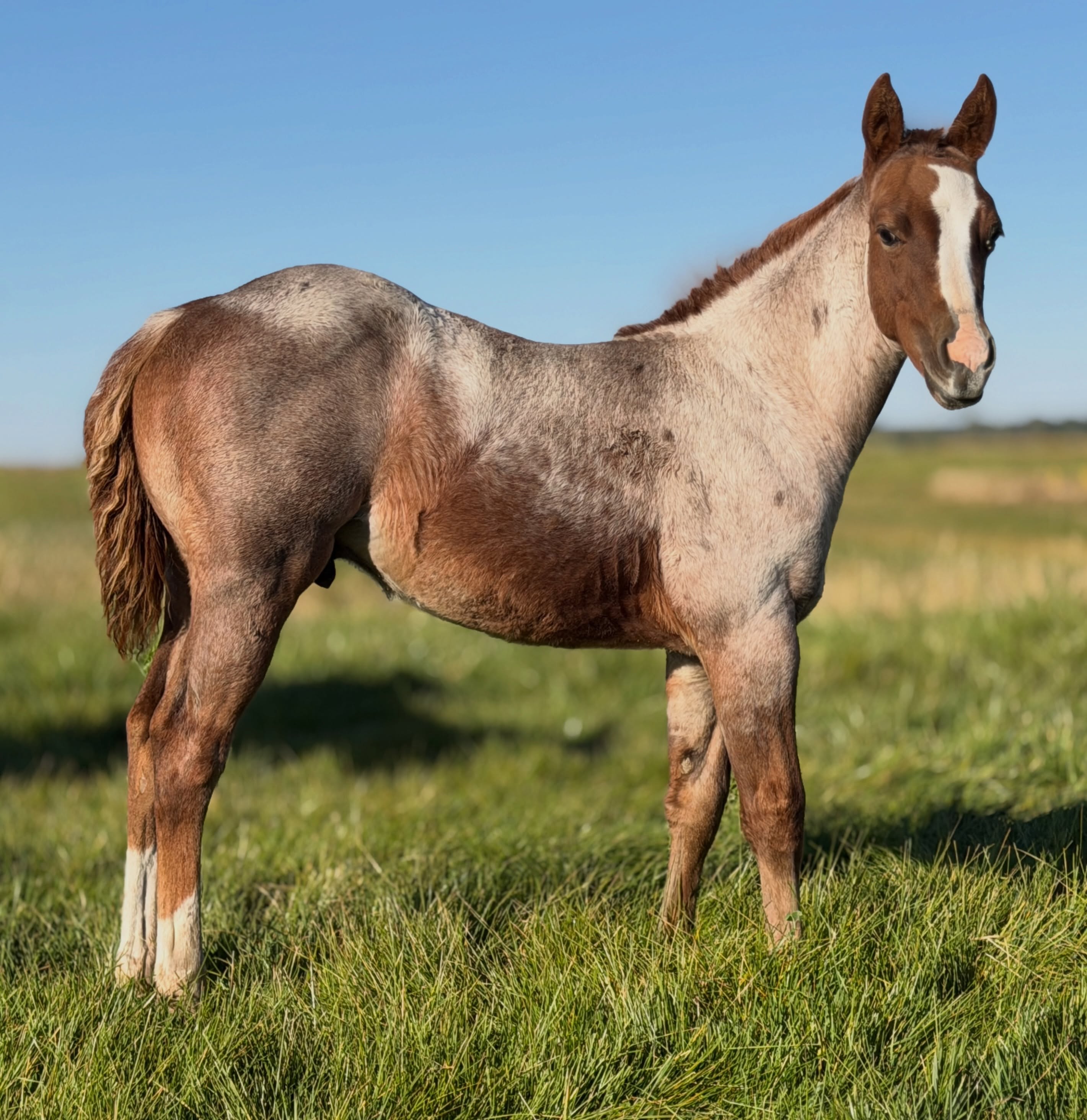 Hey There Mr Tin Man x Mare 135