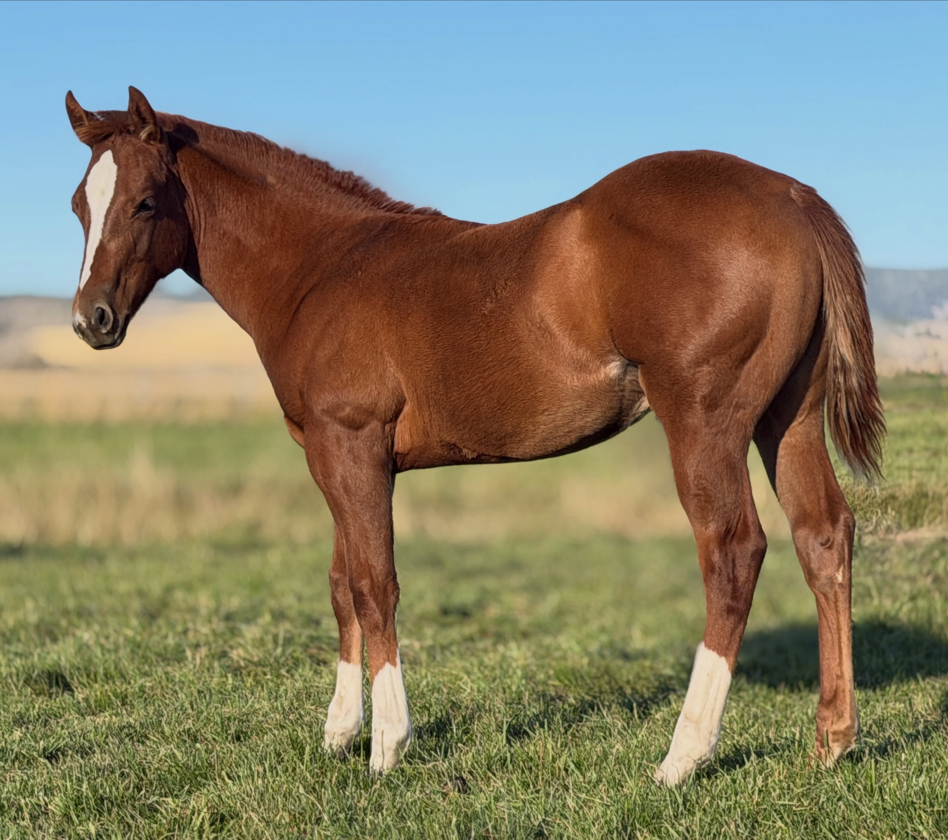 HBB Your Mom Says Hi x Mare 161