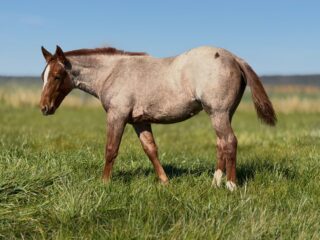 Hey There Mr Tin Man x Mare 177