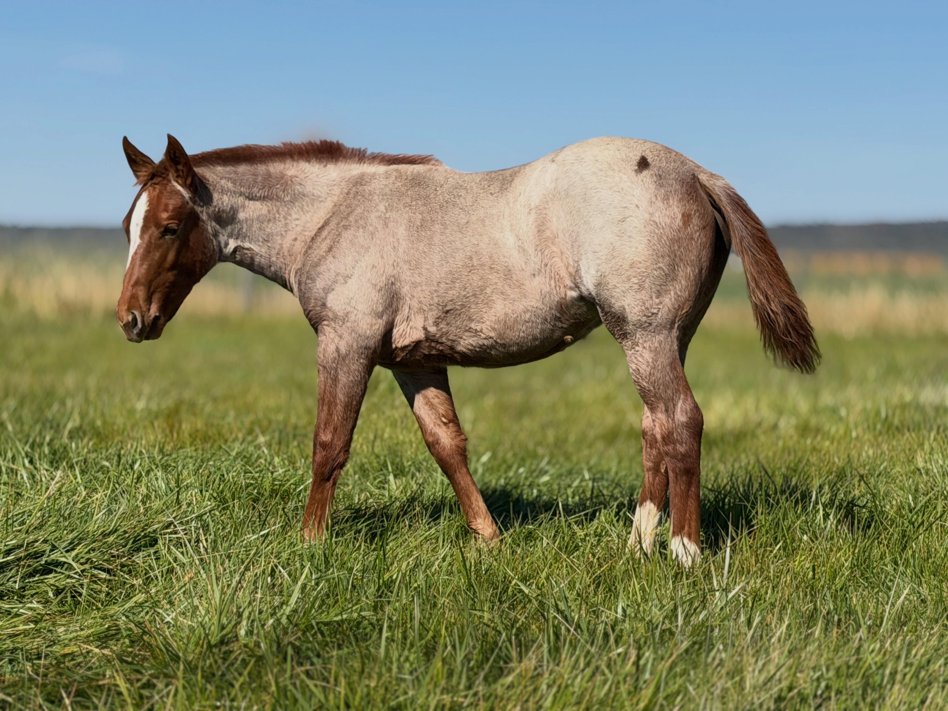 Hey There Mr Tin Man x Mare 177