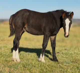 Soggy Bottom x Mare 103