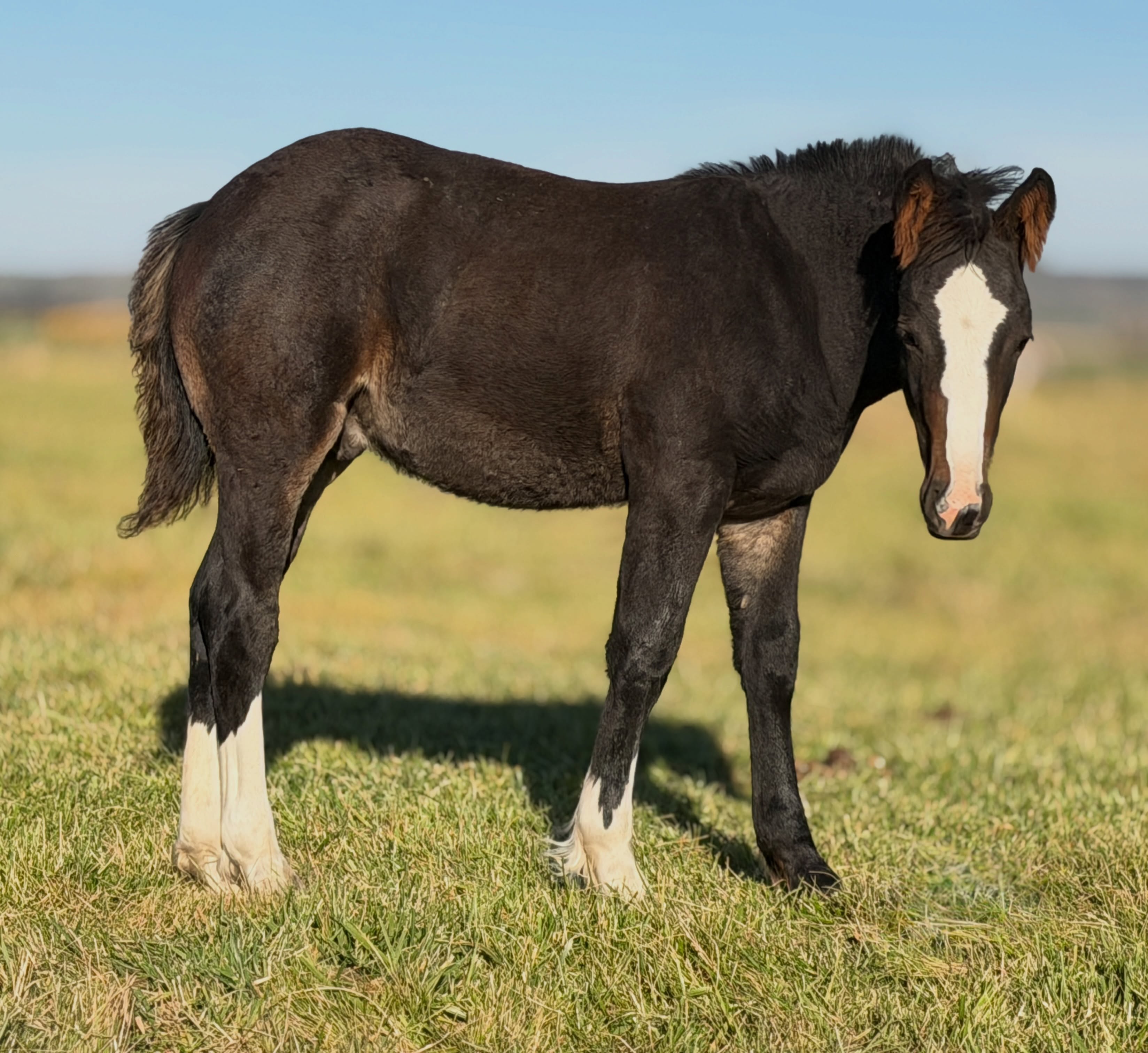 Soggy Bottom x Mare 103