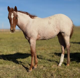 HBB Your Mom Says Hi x Mare 220