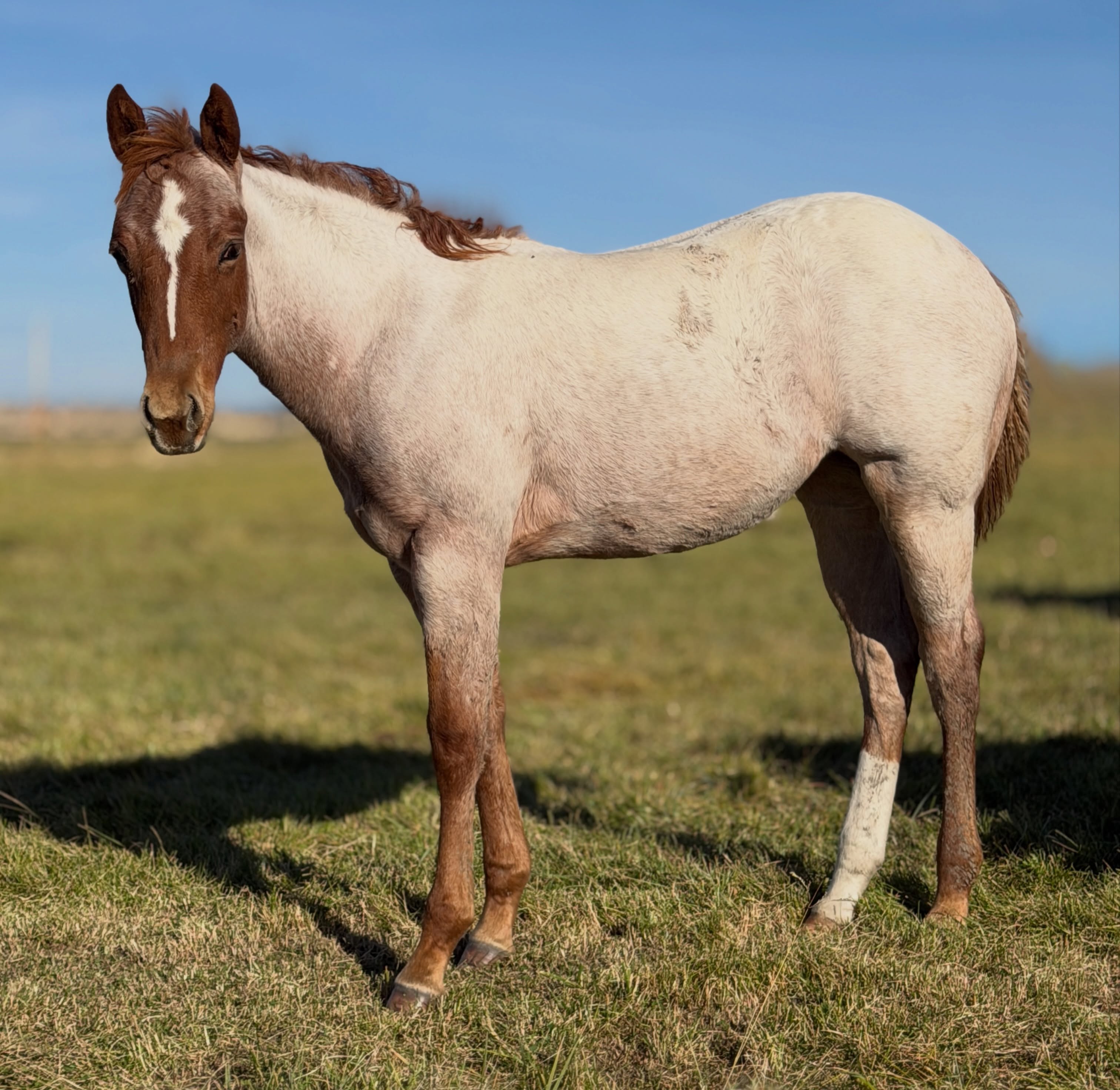 HBB Your Mom Says Hi x Mare 220