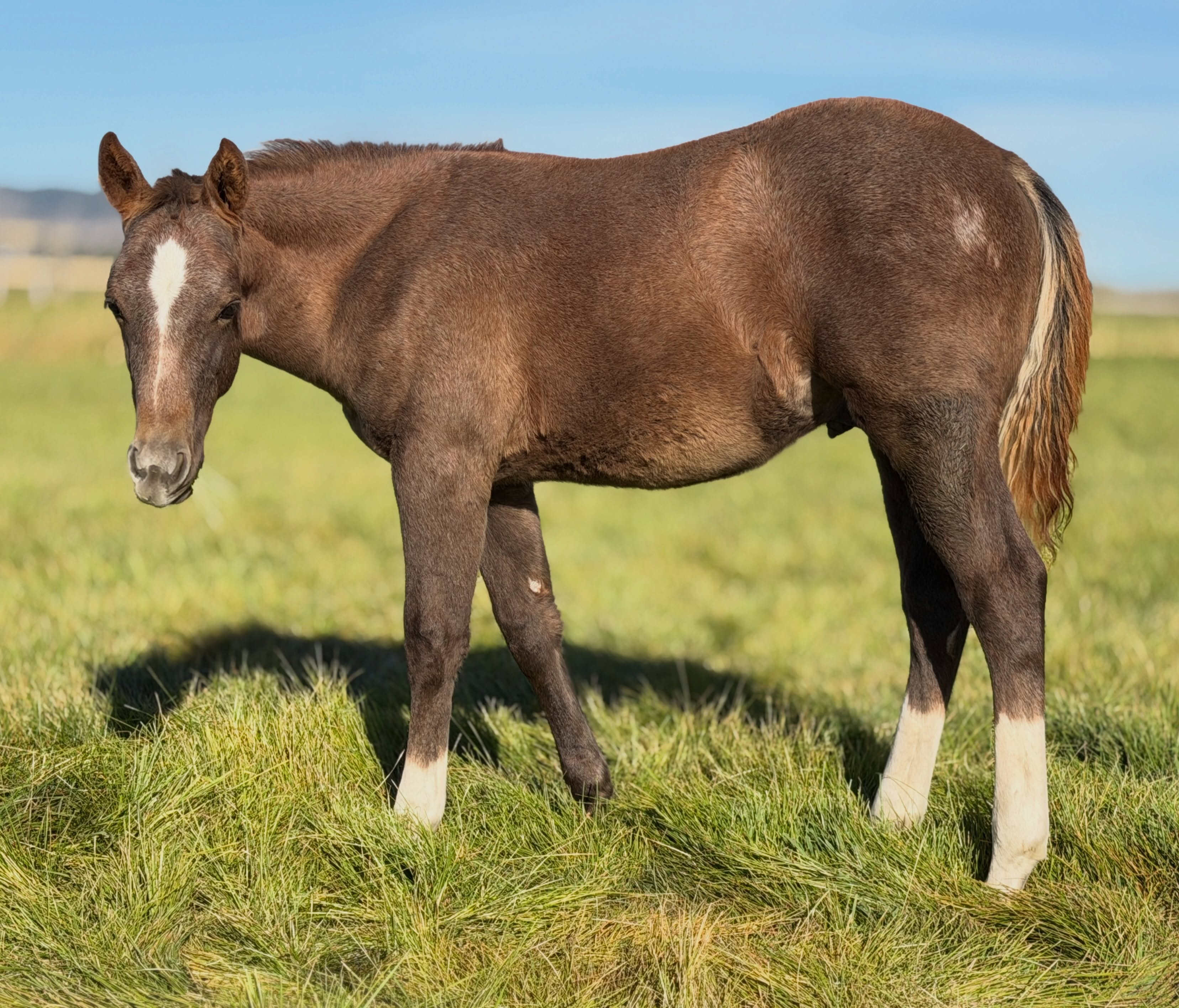 Hey There Mr Tin Man x Mare 112