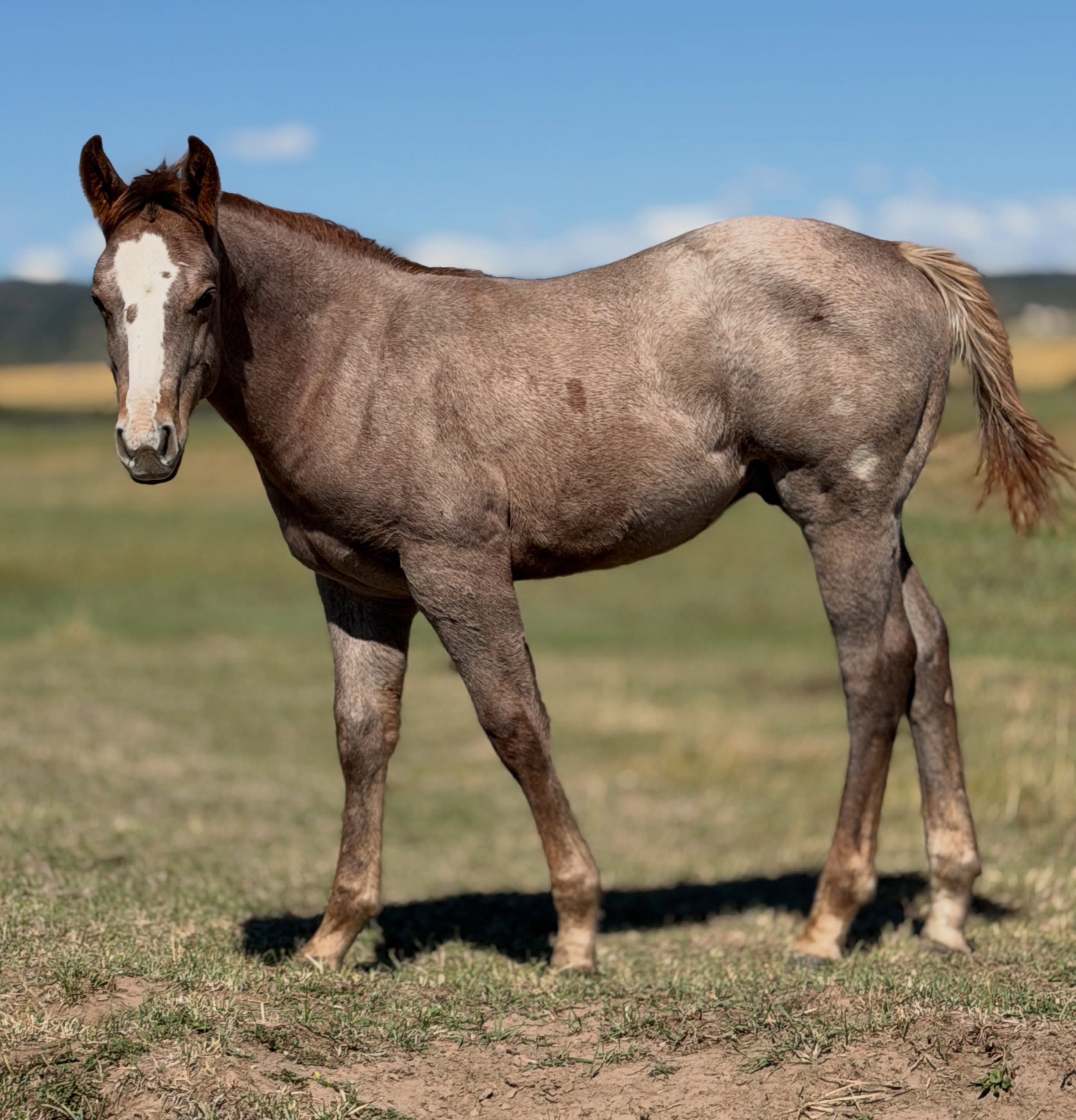 Hey There Mr Tin Man x Mare 228