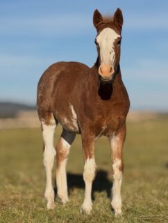 Soggy Bottom x Mare 11