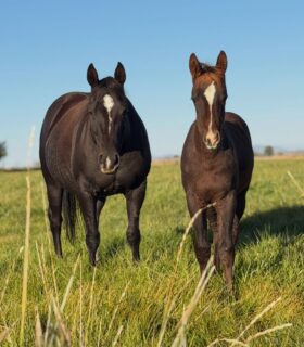 Hey There Mr Tin Man x Mare 179
Congrats to our Raffle winner!