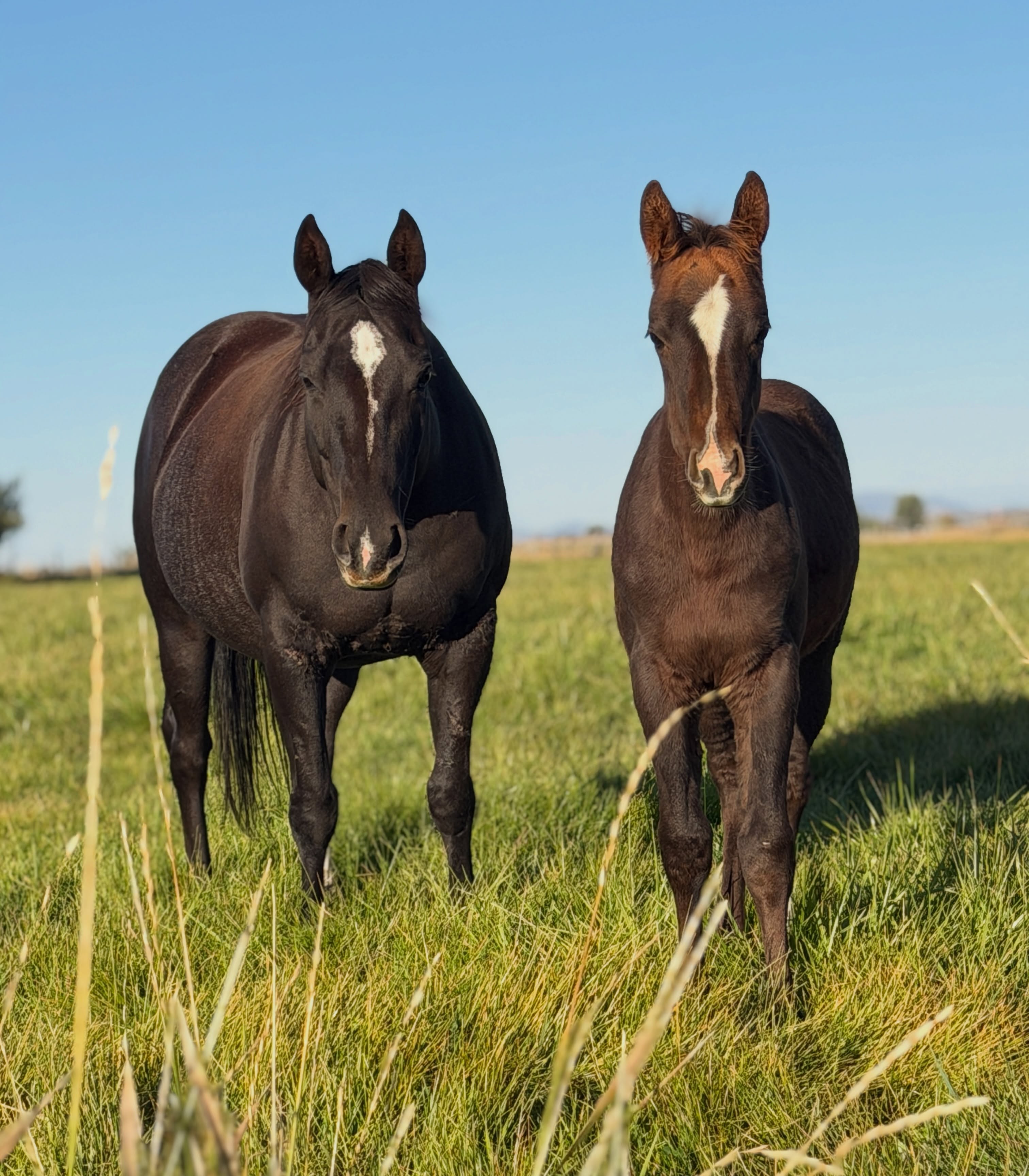 Hey There Mr Tin Man x Mare 179
Congrats to our Raffle winner!