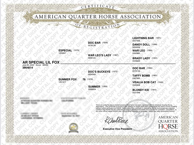 AR SPECIAL LIL FOX - Certiificate