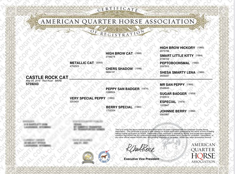 CASTLE ROCK CAT - Certificate