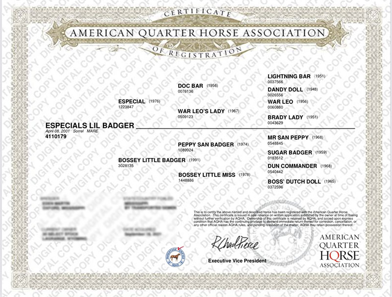 ESPECIALS LIL BADGER - Certificate