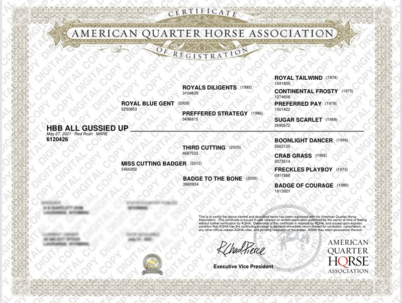 HBB ALL GUSSIED UP - Certificate