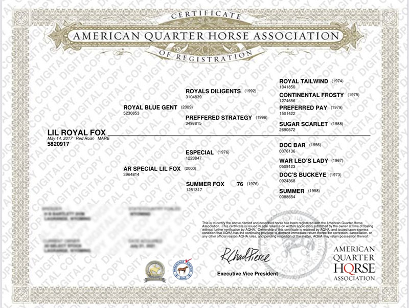 LIL ROYAL FOX - Certificate