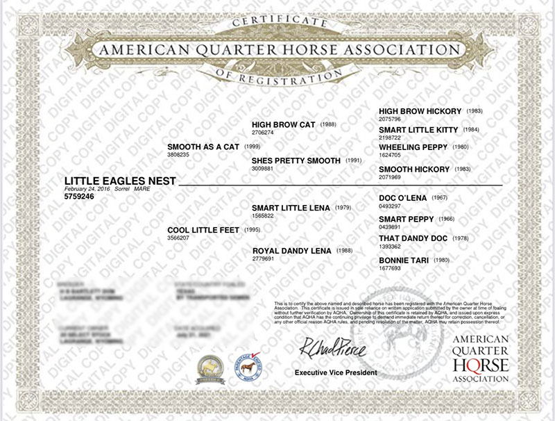 LITTLE EAGLES NEST - Certificate