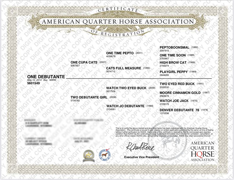 ONE DEBUTANTE - Certificate