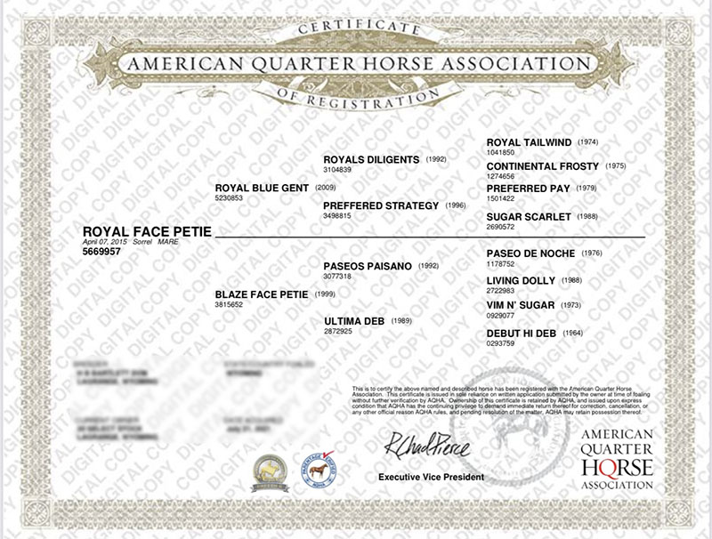 ROYAL FACE PETIE - Certificate