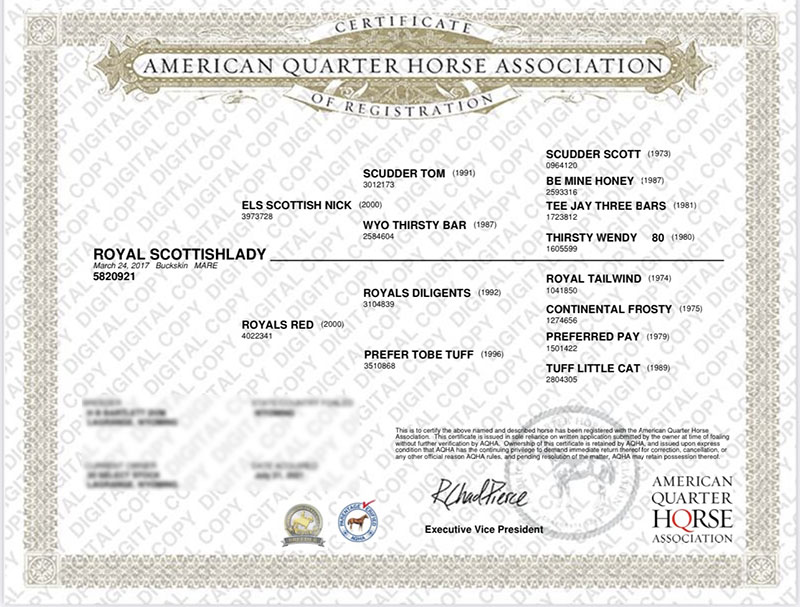 ROYAL SCOTTISHLADY - Certificate