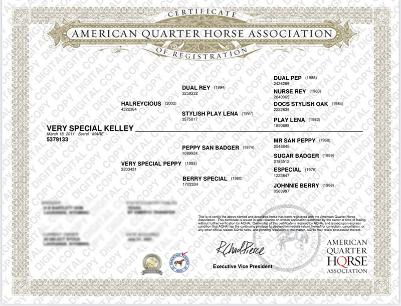VERY SPECIAL KELLEY - Certificate
