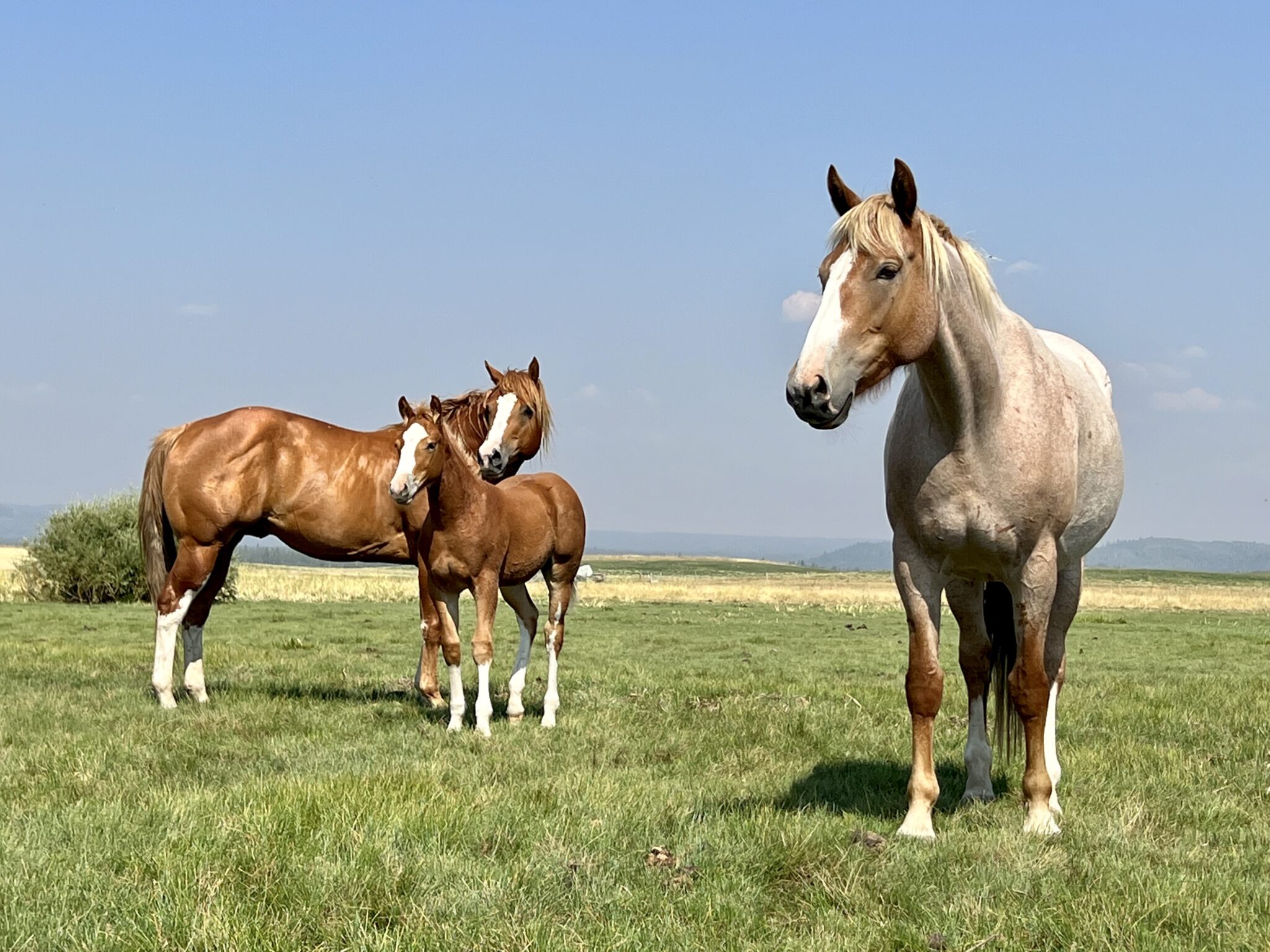 2024 Foal Lineup 35 Select Stock   IMG 3829 2048x1536 